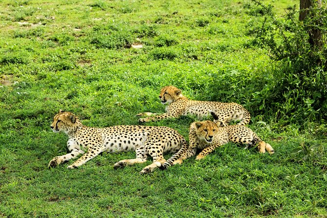 Private Safari in Tarangire National Park - Afternoon game drive: using the second half wisely
