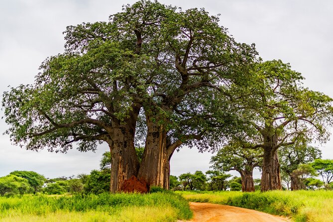 Private Safari in Tarangire National Park - En route impressions: baobabs, Maasai huts, and herding life