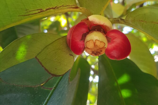 Private Spice Tour and Jozani Forest in Zanzibar - Private Spice and Jozani, what a full day actually feels like