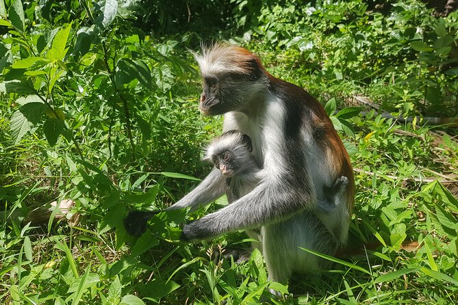 Private Spice Tour and Jozani Forest in Zanzibar - Jozani Chwaka Bay National Park: red colobus and the mangrove boardwalk
