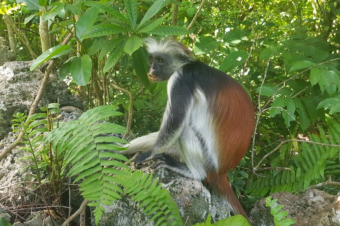 Private Spice Tour and Jozani Forest in Zanzibar - The in-between ride time: your Zanzibar Island block