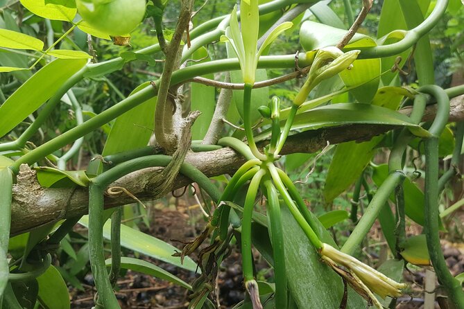 Private Spice Tour and Jozani Forest in Zanzibar - Tangawizi Spice Farm: what you learn beyond the smell