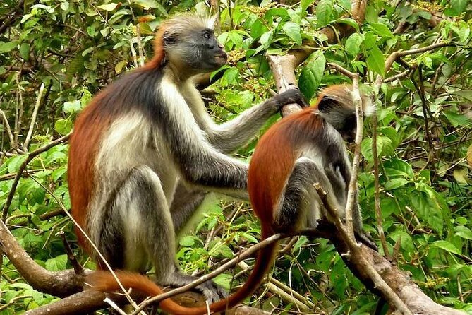 Private Stone Town & Spice Farm Tour - A day that balances people and wildlife in Zanzibar City