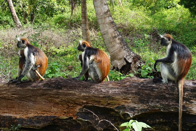 Private Stone Town & Spice Farm Tour - Practical tips so your day feels easy