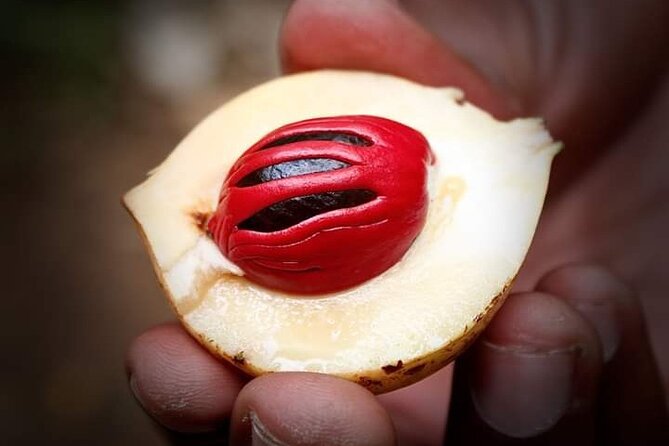 Private Stone Town & Spice Tour - Tangawizi Spice Farm: how spice plants grow, plus tastings