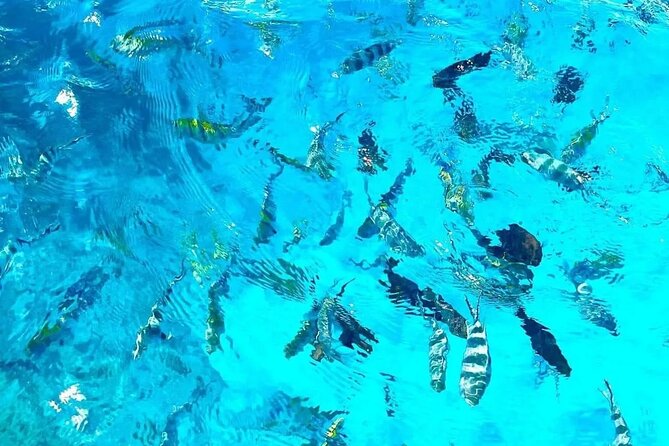 Private Tour to Mnemba Island with Lunch - Private tour dynamics: the upside, plus one language check