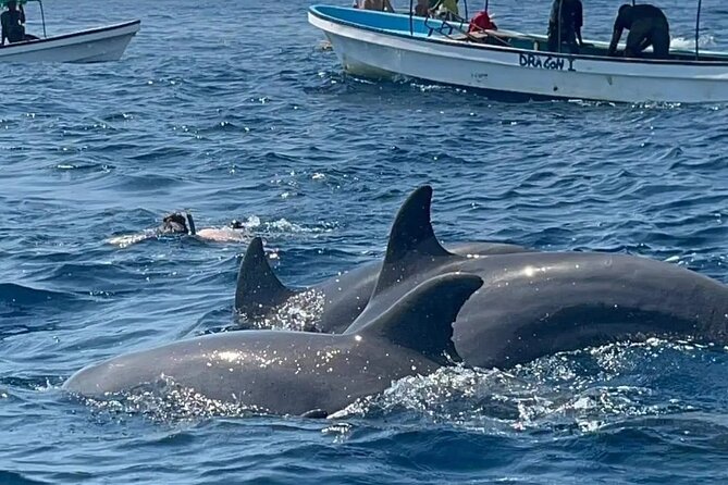 Private Tour to Mnemba Island with Lunch - Dolphin spotting by boat: what to expect on the water