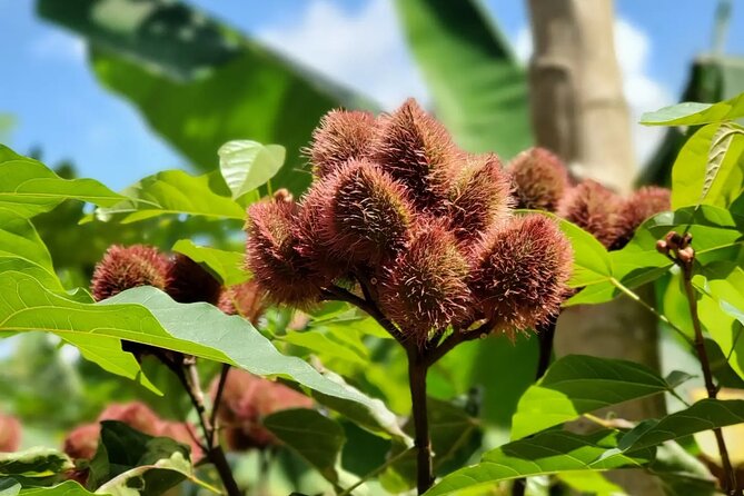 Private Tour Zanzibar Unique Stone Town with spice Farm Plantations - The coconut climber show and the spice table shopping moment