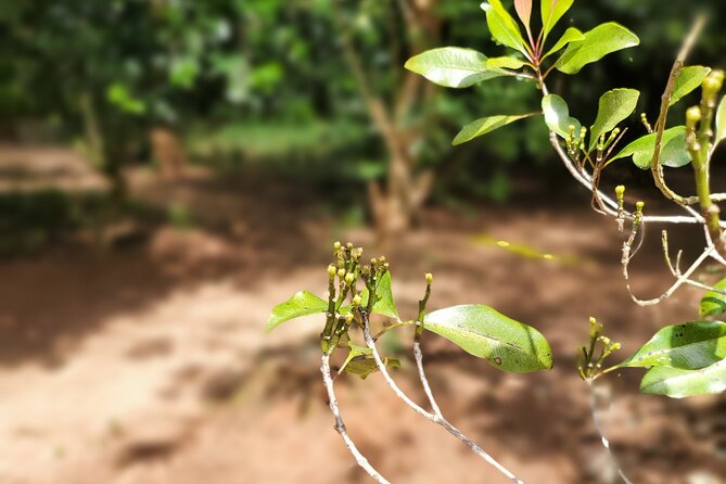 Private Tour Zanzibar Unique Stone Town with spice Farm Plantations - Who should book this tour, and who might want a different plan