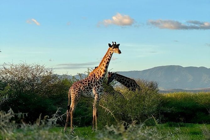 Private Walking Tour with Giraffes - Key things you will notice right away
