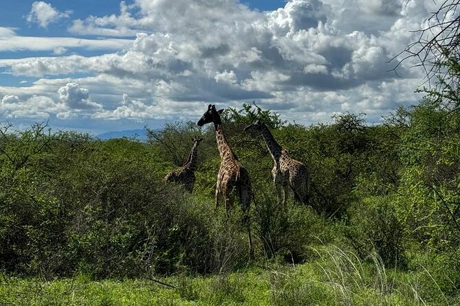 Private Walking Tour with Giraffes - Getting there from Arusha: the drive is part of the story