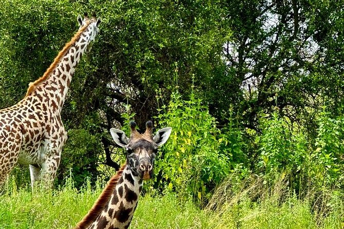 Private Walking Tour with Giraffes - Who this private giraffe walk is best for