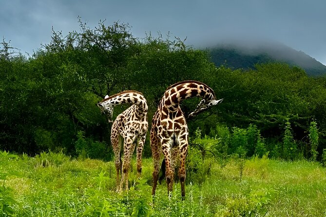Private Walking Tour with Giraffes - Should you book this private walking giraffe safari outside Arusha?