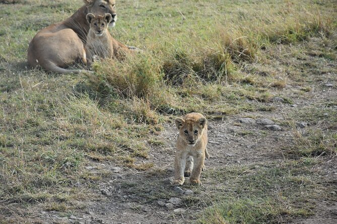 PRIVATE Wildebeest Calving Safari, Tanzania, January to March - Day 1: Kilimanjaro arrival, Moshi hotel, and an easy first evening