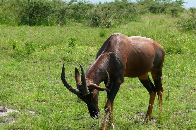 PRIVATE Wildebeest Calving Safari, Tanzania, January to March - Day 3: Serengeti drive-in, Masaai Village option, and Olduvai Gorge add-on