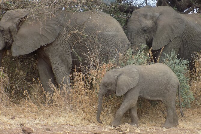 Private Wildlife Encounter at Tarangire National Park - From Arusha to Tarangire: the 2 to 3 hour drive day
