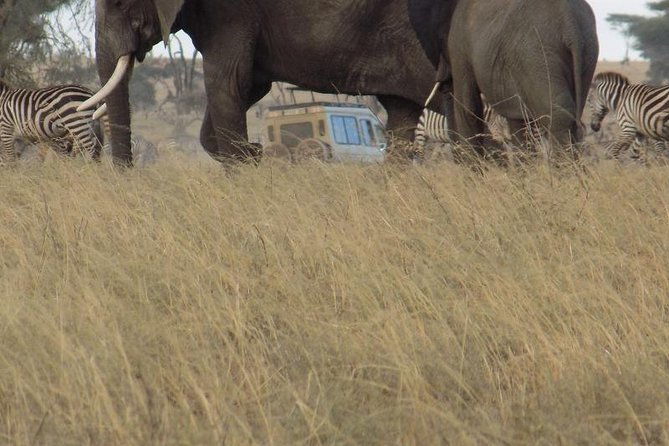 Private Wildlife Encounter at Tarangire National Park - Lions and pythons: what makes this park feel different