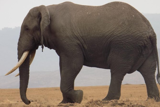 Private Wildlife Encounter at Tarangire National Park - The afternoon game drive: why the later hours matter
