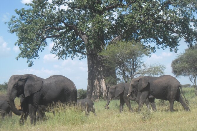 Private Wildlife Encounter at Tarangire National Park - Lunch and water breaks: staying human during safari hours