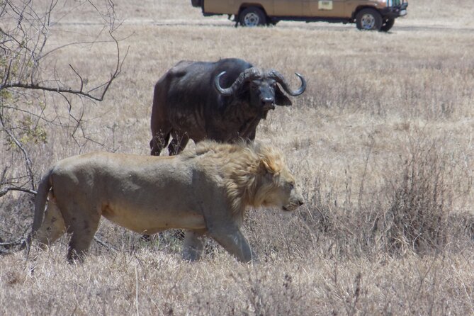 Private Wildlife Encounter at Tarangire National Park - Private safari pricing: is $300 per person good value?