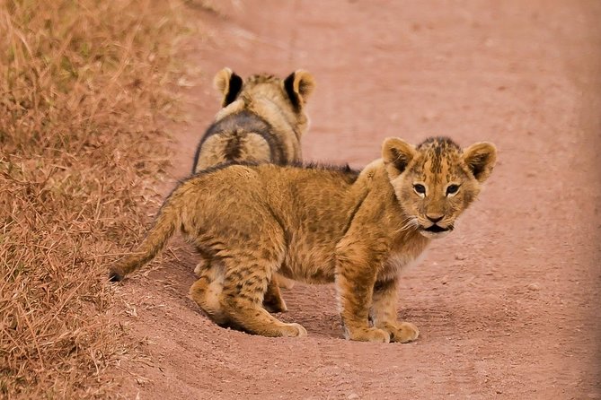 Private Wildlife Encounter at Tarangire National Park - Who this Tarangire private encounter suits best