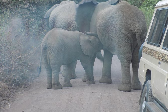 Private Wildlife Encounter at Tarangire National Park - Dry-season magic at the Tarangire River (July to October)