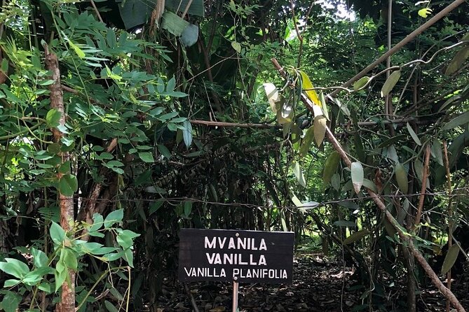 Private Zanzibar Spice Farm Tour - Taxi pickup in Stone Town: the easiest way to do this as a half-day