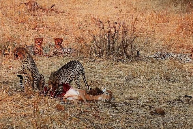 Ruaha National Park And Mikumi National Park Budget Safari 6 Days 5 Nights - Day 1 Dar es Salaam to Mikumi, First Game Drive Setup