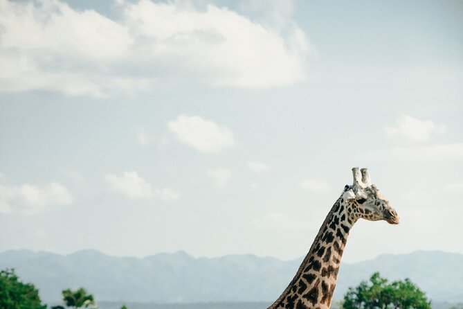 Ruaha National Park And Mikumi National Park Budget Safari 6 Days 5 Nights - Day 6 Morning Game Drives and Return to Dar es Salaam