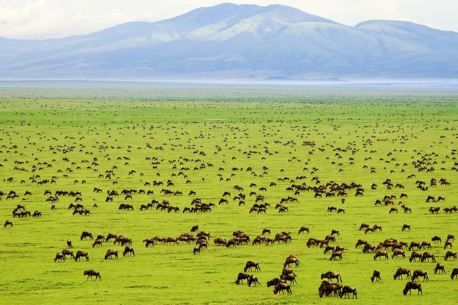 Saadani Day Trip - Key highlights I’d mark on your safari map
