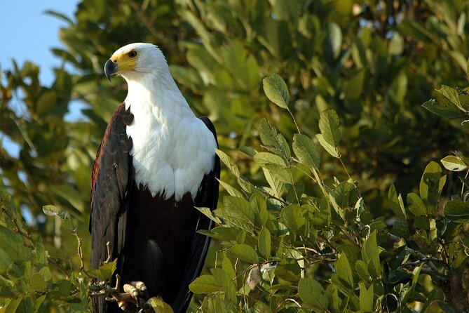 Saadani Day Trip - Lunch and what’s covered, so you can focus on the wildlife
