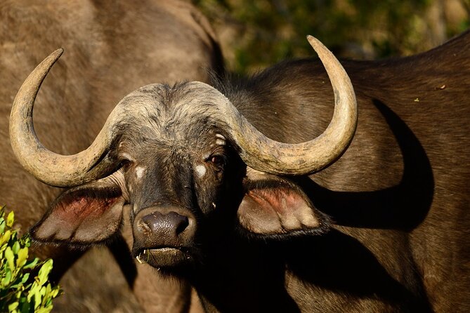 Saadani Day Trip - Kwezi Safaris service: private pace and guide know-how