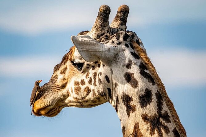 Saadani National Park Day Tour - Saadani National Park, where the safari hits the shoreline