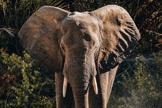 Saadani National Park Day Tour - Price and value for a $480 private day tour