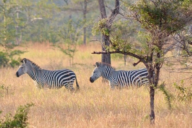 Saadani National Park Day Tour - Timing, duration, and what a typical day will feel like