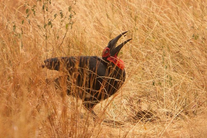 Safari & Culture - Serengeti full-day game drive: Big Five targets and hippo pools