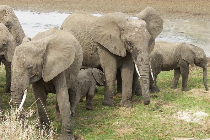 Safari & Culture - Ngorongoro Crater: the 600-meter rim and 25,000 animals at one stop