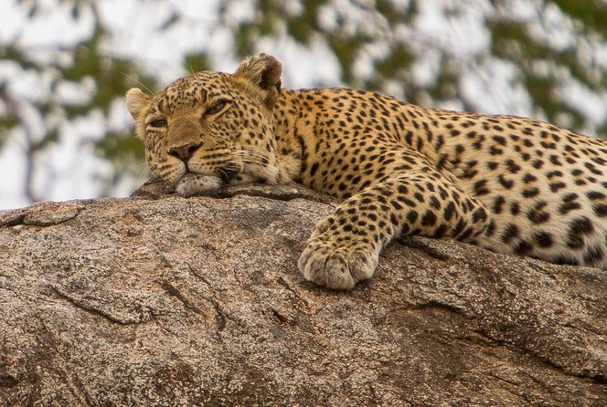 Safari & Culture - Private guiding, long drives, and how to get the best odds