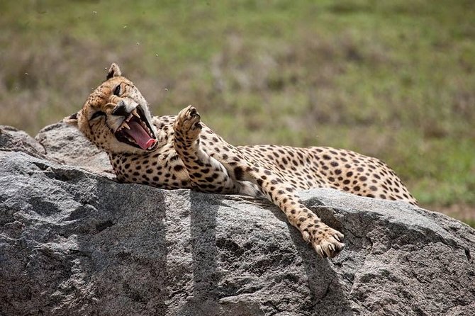 Safari in Tanzania 5 days: Manyara, Ngorongoro, Serengeti - Key things to know before you go