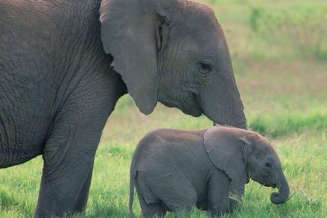 Safari in Tanzania 5 days: Manyara, Ngorongoro, Serengeti - Moshi start, private 4x4, and how the days really feel