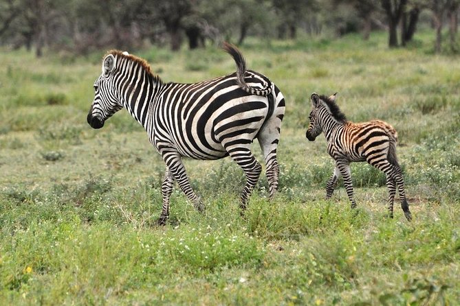 Safari "Kifaru" - 5 days in the most famous Parks in the world - Safari Kifaru in Tanzania: what your 5 days are really about