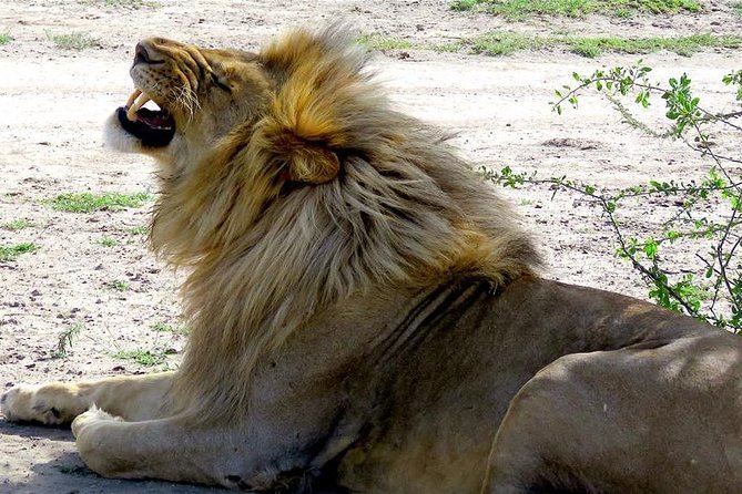 Safari "Kifaru" - 5 days in the most famous Parks in the world - Lake Manyara: baboons, birds, and a whole range of habitats
