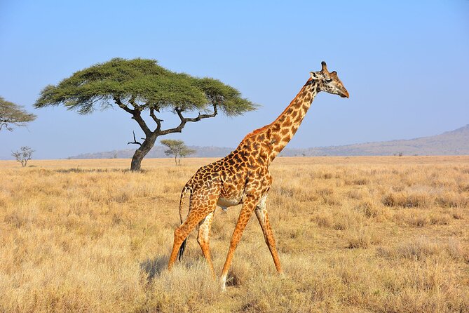Safari "Kifaru" - 5 days in the most famous Parks in the world - Mto wa Mbu village visit: real rural life at the base of the Rift
