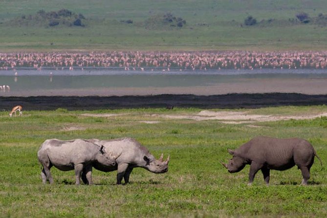 Safari "Kifaru" - 5 days in the most famous Parks in the world - Arusha, arrivals, and why timing changes what you see