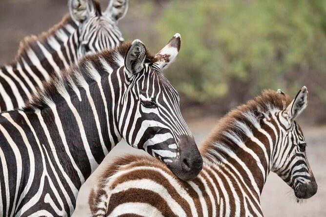Safari Serengeti And Ngorongoro - From Kilimanjaro to Karatu, Where the Safari Starts to Feel Real
