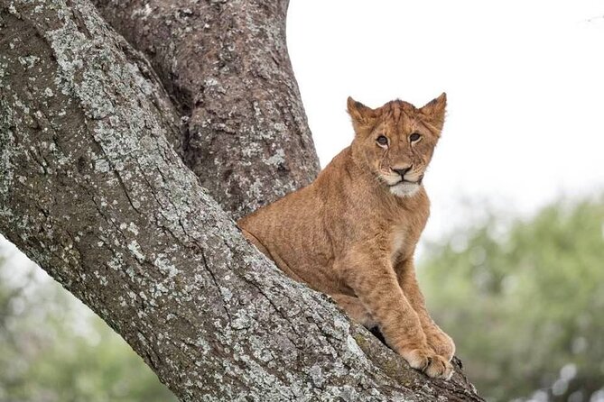 Safari Serengeti And Ngorongoro - The Local Side in Karatu, Markets and Real Conversations
