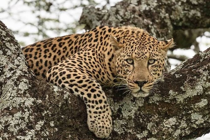 Safari Serengeti And Ngorongoro - Meals, Dietary Needs, and What Included Often Means for You