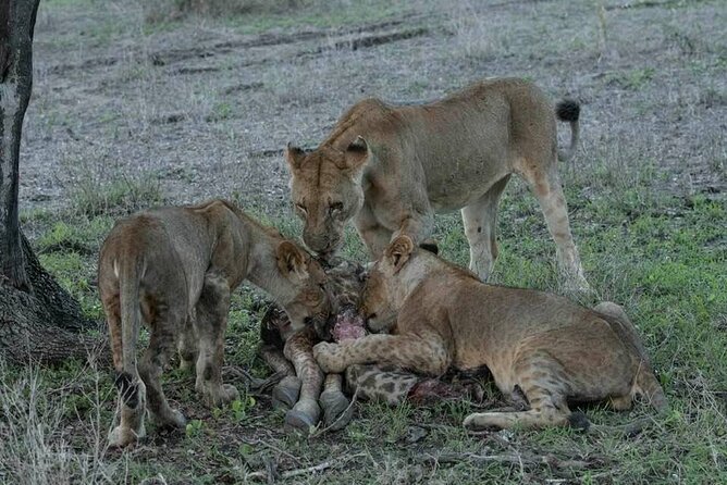 Safari Serengeti And Ngorongoro - Day-by-Day What the Experience Feels Like