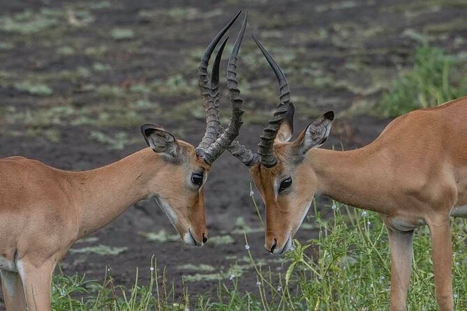 Safari Serengeti And Ngorongoro - Serengeti National Park, Two Full Days of Searching With a Plan