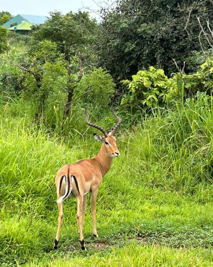 SAFARI WILDLIFE 3 DAYS 2 NIGHT FROM ZANZIBAR TO MIKUMI - Key things that make this trip worth your attention